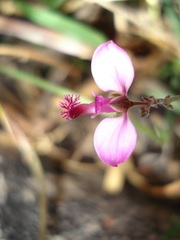 Polygala affinis