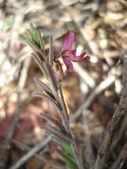 Polygala affinis