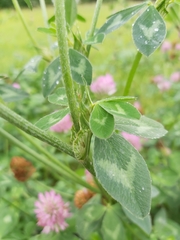 Trifolium pratense
