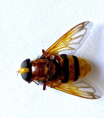 Volucella zonaria