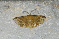 Canaea ryukyuensis