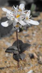 Phyllopodium namaense