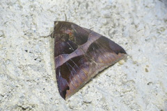 Bastilla arcuata