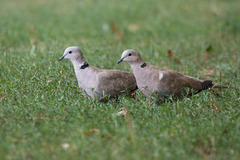 Streptopelia decaocto
