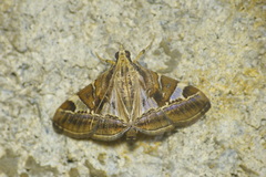 Agrioglypta fulguralis