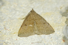 Zanclognatha yaeyamalis