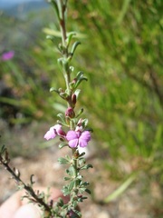 Muraltia dispersa