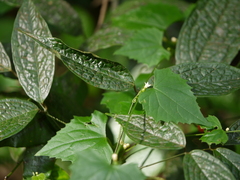 Zehneria maysorensis