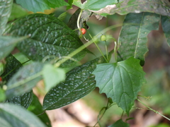 Zehneria maysorensis