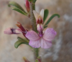Muraltia dispersa