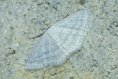 Scopula epiorrhoe