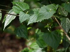 Zehneria maysorensis