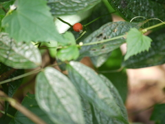 Zehneria maysorensis