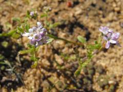 Phyllopodium pumilum