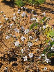 Phyllopodium pumilum