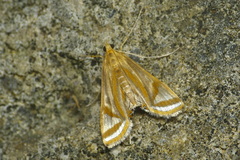 Eoophyla conjunctalis