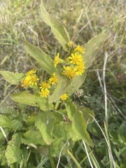 Solidago cuprea