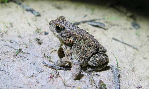 Poyntonophrynus fenoulheti