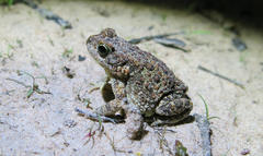 Poyntonophrynus fenoulheti