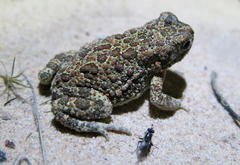 Poyntonophrynus fenoulheti