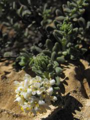 Selago angustibractea