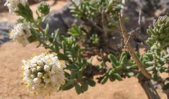 Selago angustibractea