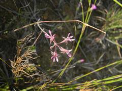 Pelargonium caledonicum