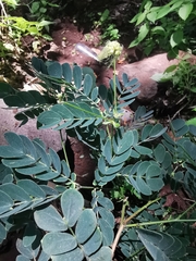 Leucaena macrophylla