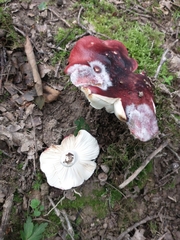 Russula atrorubens