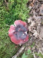 Russula atrorubens