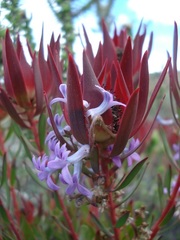 Cyphia digitata digitata