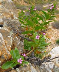 Teedia lucida