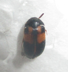 Attagenus rufiventris