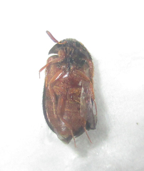 Attagenus rufiventris