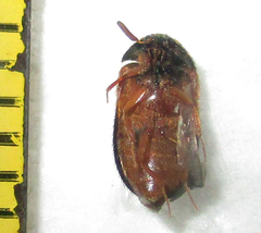 Attagenus rufiventris