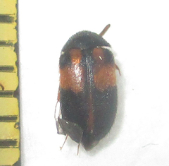 Attagenus rufiventris