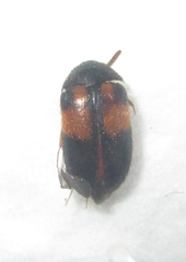 Attagenus rufiventris