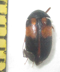 Attagenus rufiventris