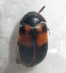 Attagenus rufiventris