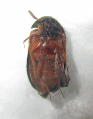 Attagenus rufiventris