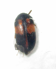 Attagenus rufiventris