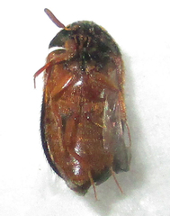 Attagenus rufiventris