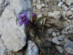 Gentianella columnae