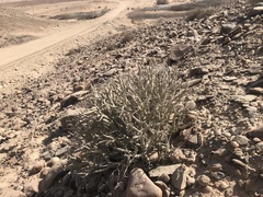 Euphorbia gariepina