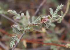 Anisodontea dissecta