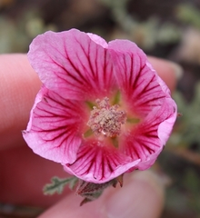 Anisodontea dissecta