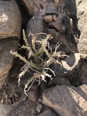 Euphorbia gariepina