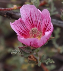 Anisodontea dissecta
