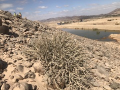 Euphorbia gariepina