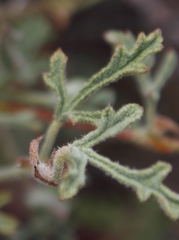 Anisodontea dissecta